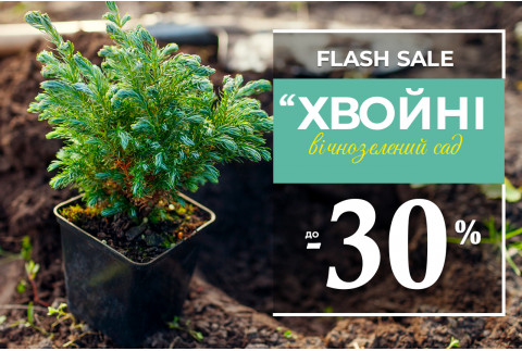 Вічнозелений розпродаж: до -30% на хвойні!