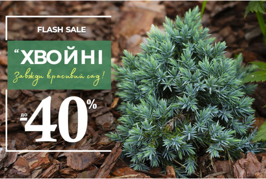 Вічнозелений розпродаж: до -40% на хвойні!