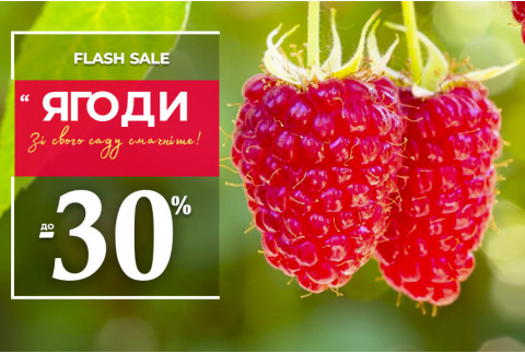 Плодові кущі з розплідника — знижки до -30%