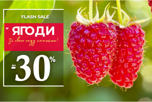 Плодові кущі з розплідника — знижки до -30%