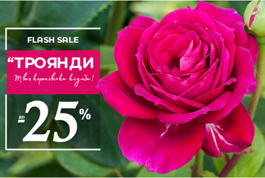 Саджанці троянд зі знижкою до -25%