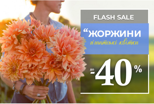 Гігантські жоржини за суперціною