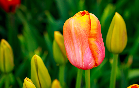 Чому не цвітуть тюльпани: причини і що робити?