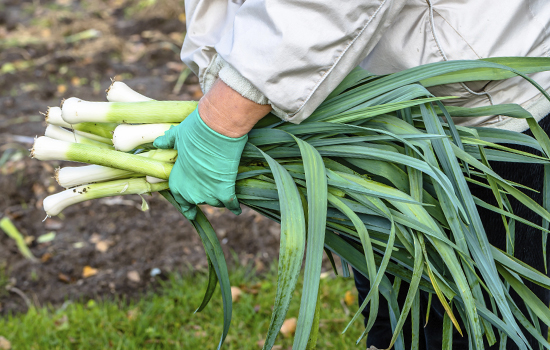 Яку цибулю посадити на городі навесні: добірка кращих видів і сортів