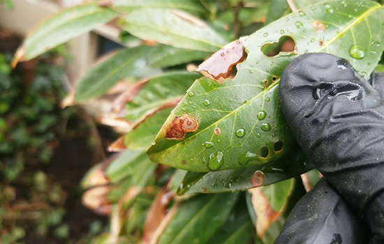 Болезни лавровишни: разбираемся, почему листья в пятнах и ищем решения