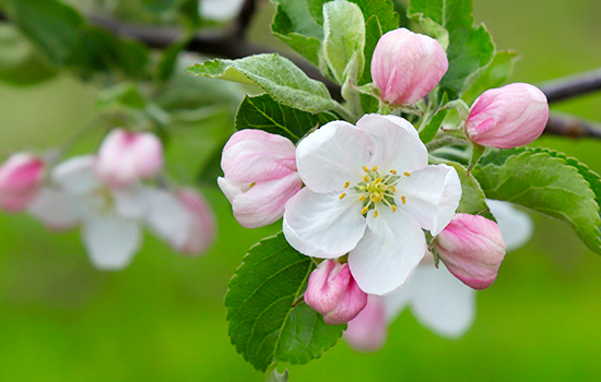 Почему не цветут яблоня и груша: сможем найти все причины?