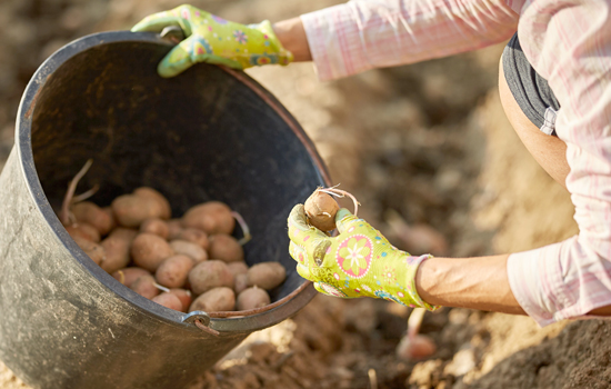 Як проростити картоплю перед посадкою: терміни, способи, поради