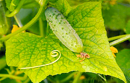 Огірки - жовтіє листя: причини і що робити, щоб кущі були зеленими з рясним урожаєм