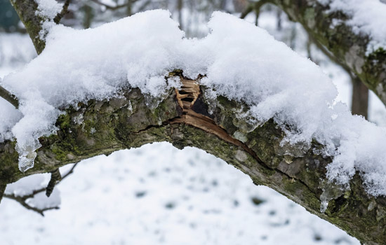 Перший сніг в саду: як захистити плодові дерева і декоративні кущі від наслідків