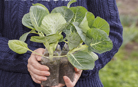 Розсада капусти: коли садити і як виростити