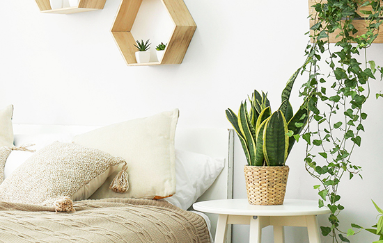 Красиво и уютно: выбираем лучшие комнатные растения для спальни