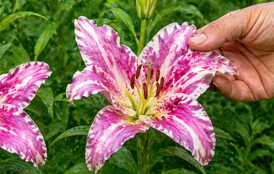 Лилии: пестролепестность и другие вирусные заболевания  - профилактика и лечение