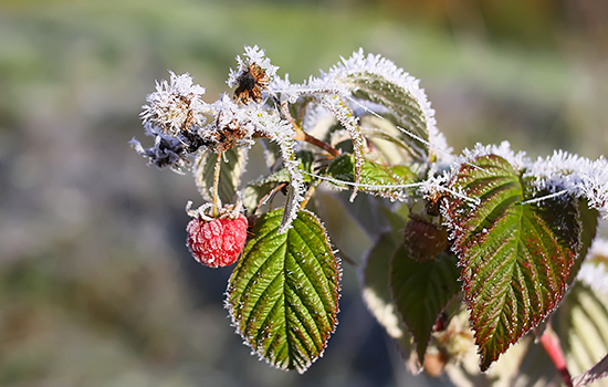 Осінній холод проти врожаю: як врятувати ягоди малини від морозу