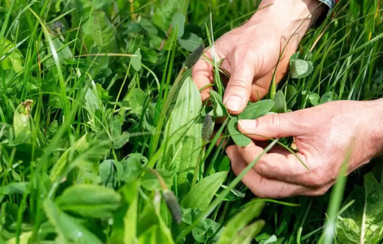 Найкращі кормові трави: переваги популярних в Україні рослин