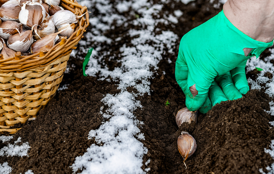 Що робити, якщо не встигли посадити часник до холодів
