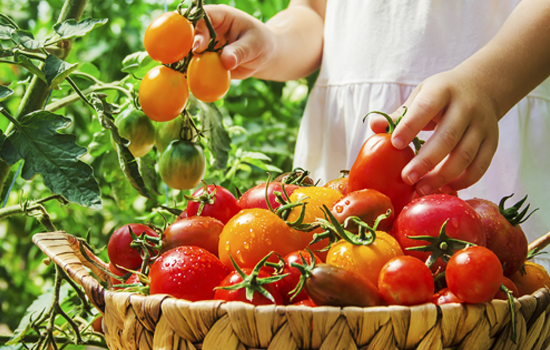 Пізні томати: особливості та найкращі сорти