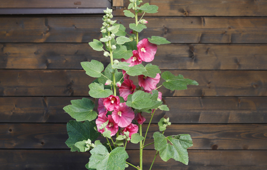 Вирощування мальви з насіння: посів навесні і під зиму, нюанси догляду та види