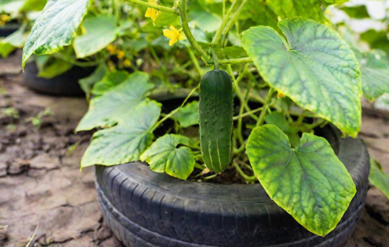 В чем выращивать огурцы: эти 5 способов вас удивят