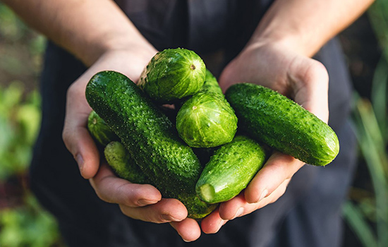 Агротехніка вирощування огірків: як організувати зелений конвеєр