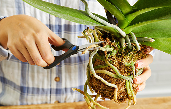 Рятуємо орхідею: чому засихають або псуються корені та як їх відновити