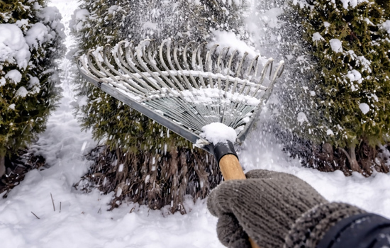 Сад в період снігопадів і морозів: як допомогти