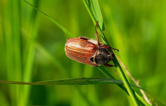 Как избавиться от майского жука и его личинок