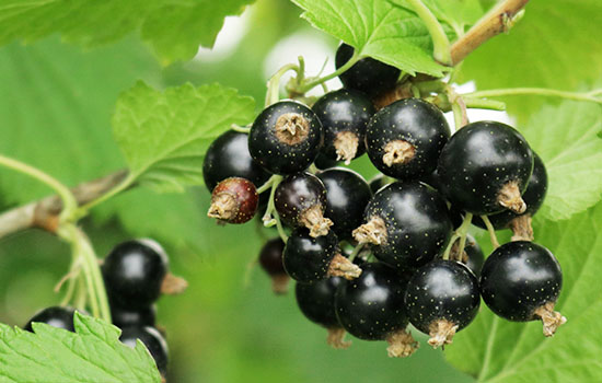 Восени саджаємо, а влітку врожай збираємо: 6 найкращих сортів чорної смородини для осінньої посадки