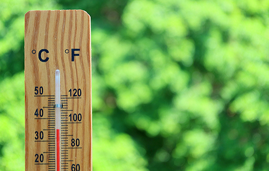 Солнца бывает много: рассказываем, как уменьшить негативное влияние жары на растения 