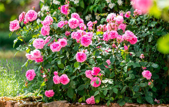Розы в розарии и смешанных посадках: хорошие и плохие соседи
