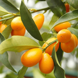 Кумкват Марумі (Fortunella japonica)