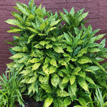 Аукуба японська Variegata