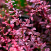 Барбарис Тунберга Pink Attraction