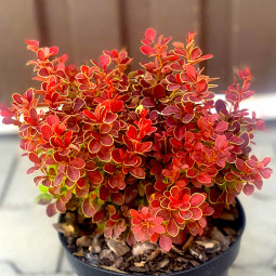 Барбарис Тунберга Red Hot Chili
