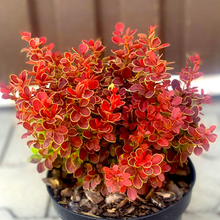 Барбарис Тунберга Red Hot Chili