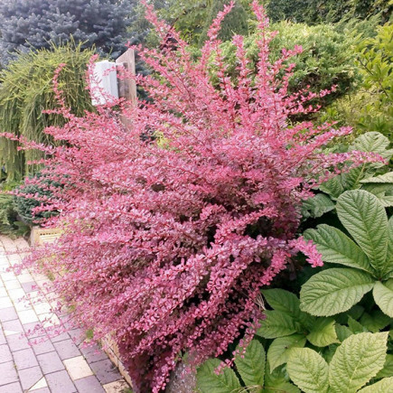 Барбарис Тунберга Pink Queen контейнер 2 л
