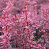 Барбарис Тунберга Pink Queen контейнер 2 л