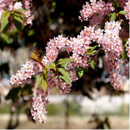 Черемха Prunus Colorata