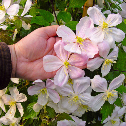 Клематис горный Giant Star