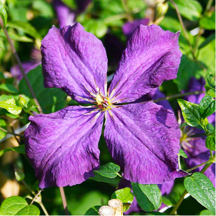 Клематис Polish Spirit