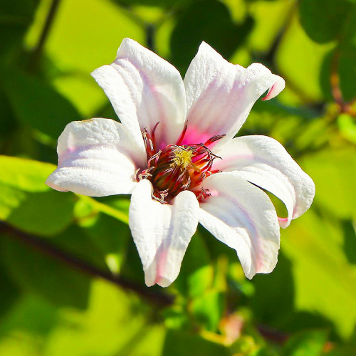 Клематис витицелла Принц Чарльз: купить в Москве саженцы Clematis viticella Prin