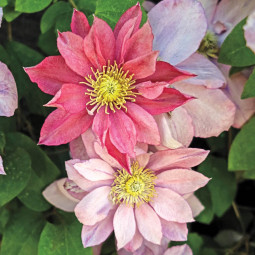 Клематис Little Mermaid контейнер 0.5 л