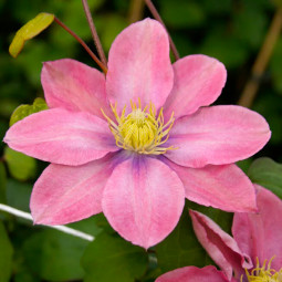 Клематис Little Mermaid контейнер 0.5 л