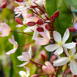 Клематис Арманда Apple Blossom