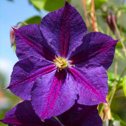 Клематис Star of India