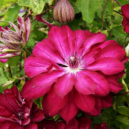 Клематис Red Passion