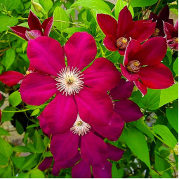 Клематис Mazowsze