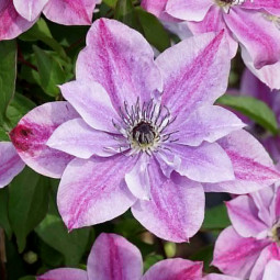 Клематис Super Cute