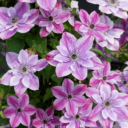 Клематис Super Cute