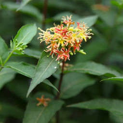 Дієрвіла Butterfly