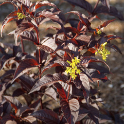 Дієрвіла Splendens